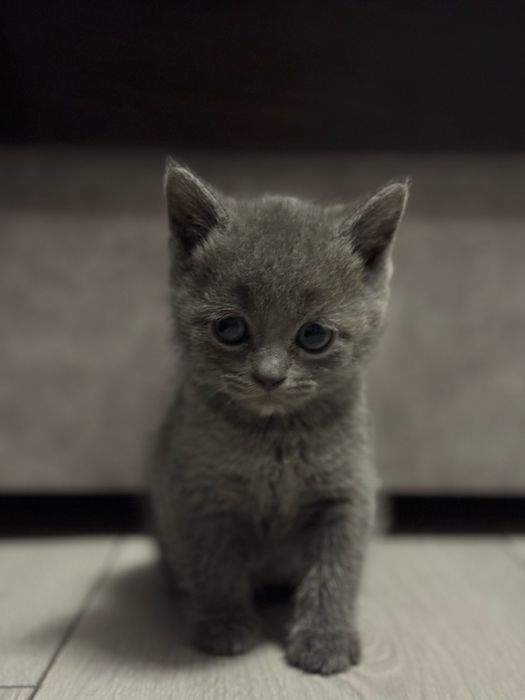 Котенята від Британської кішки