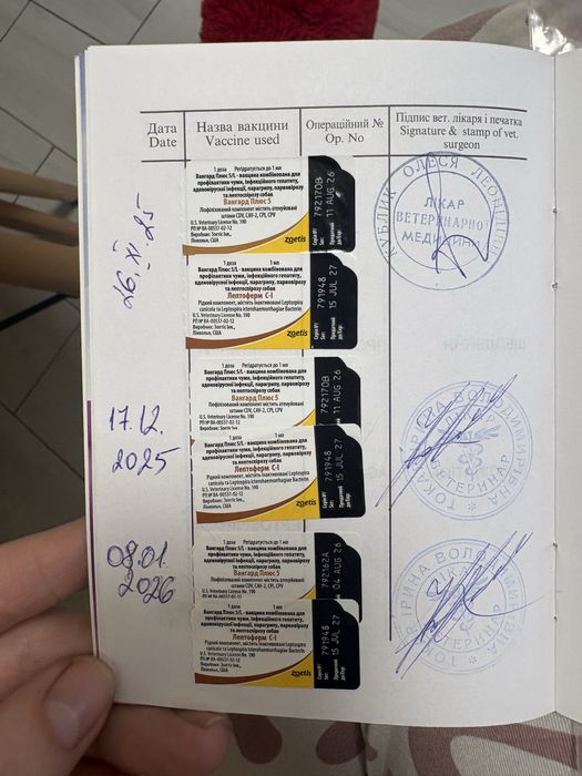 Німецький шпіц  3 кг  6місяців хлопчик паспорт