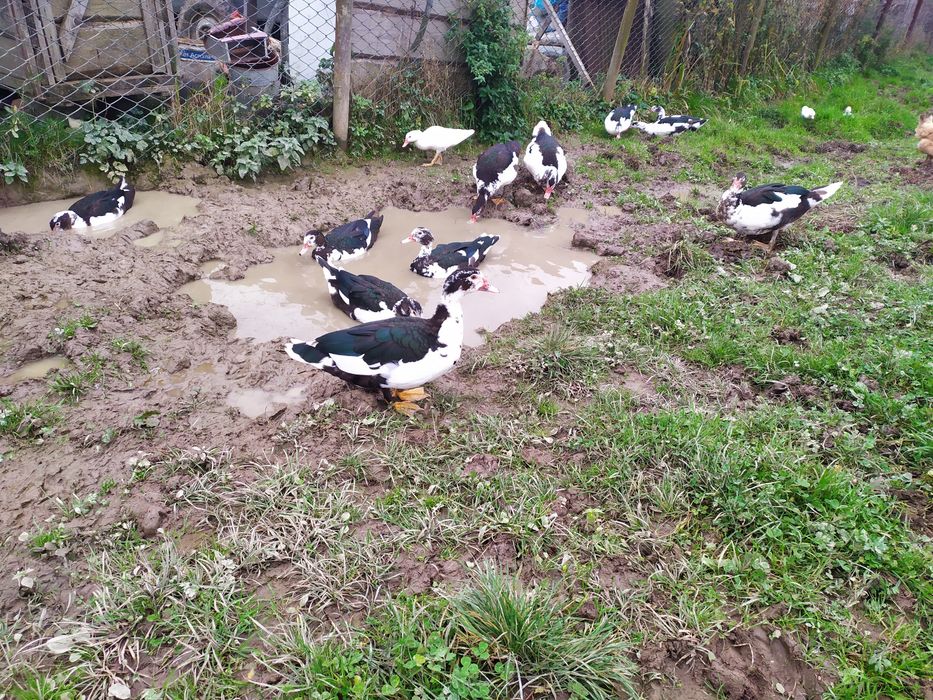 Продаю індокачки