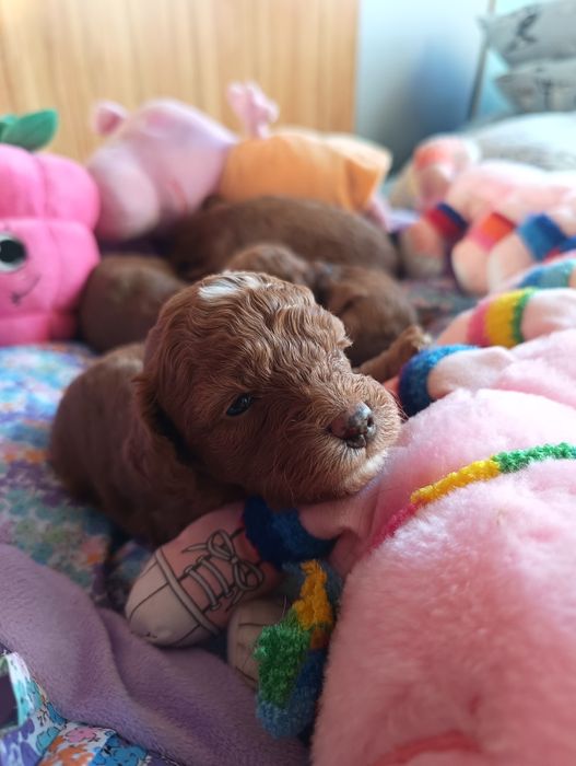 Pudel miniaturowy Red Brown piesek