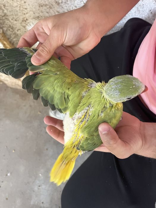Ring Neck Cleartail Opalino
