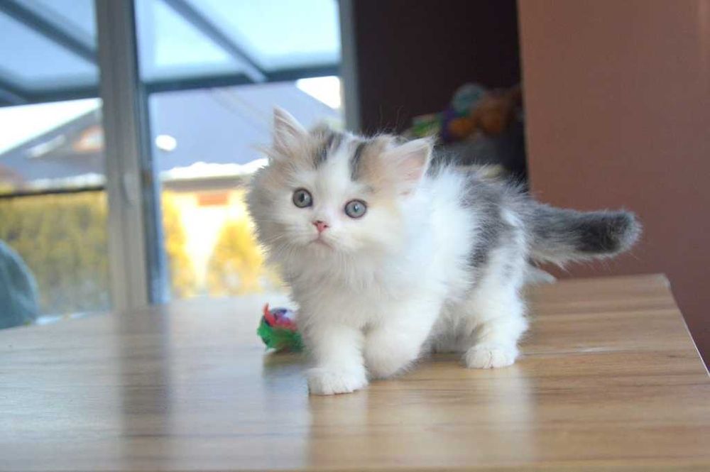 Kocurek szkocki prostouchy długowłosy scottish straight z rodowodem