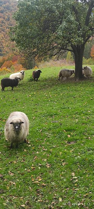 Продам Карпатські Вівці і Барани