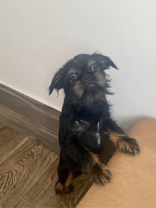 Бельгийский гриффон