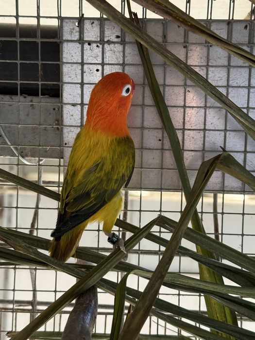Agapornis fisher Agapone