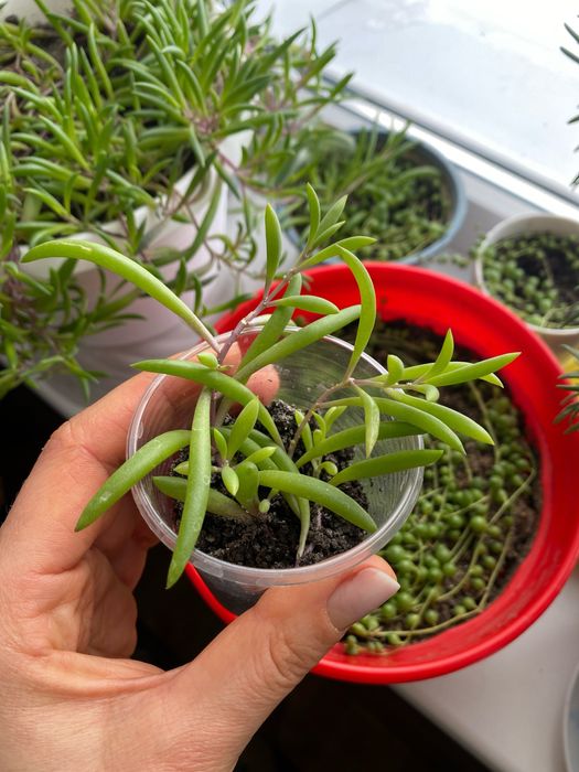 Сукулент хрестовнік роулі, отонна