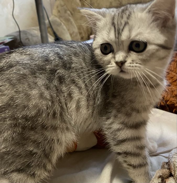 Котик скотиш фолд