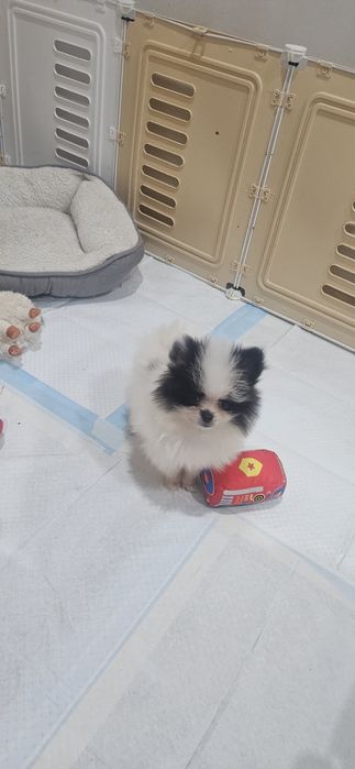 Szpic Miniaturowy pomeranian suczka