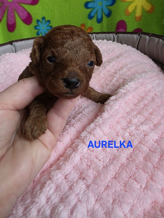 Zarezerwowana  Aurelka