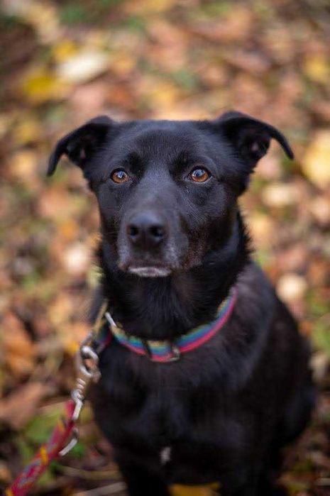 Piko został okrutnie potraktowany. Odmień jego los