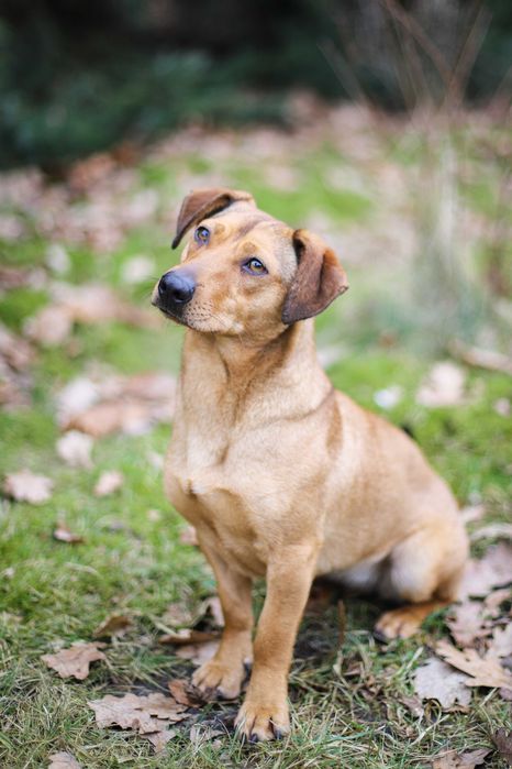 Smuti - młoda sunia w typie jamniczka filmik