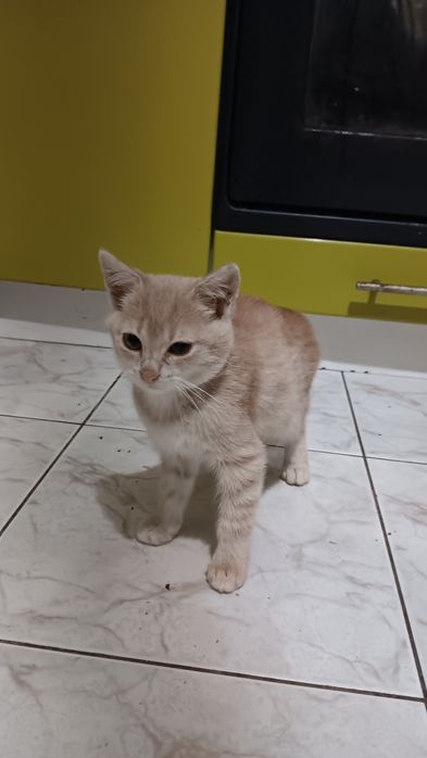 Віддам кошеня (хлопчик)