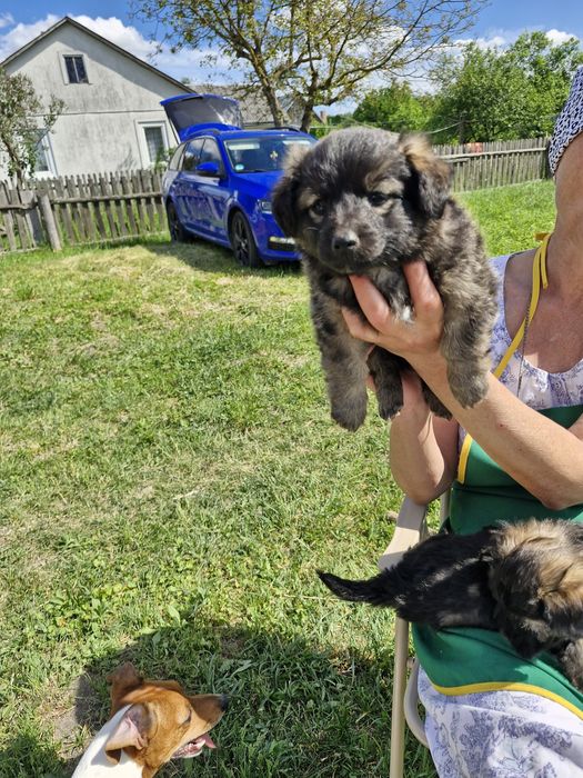 Віддам цуценя в хороші руки