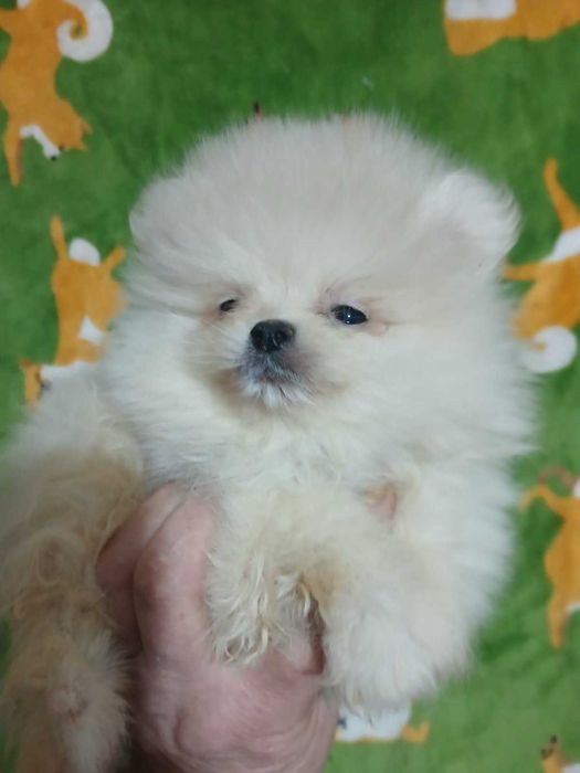 Цуценятка померанського шпіца з доставкою