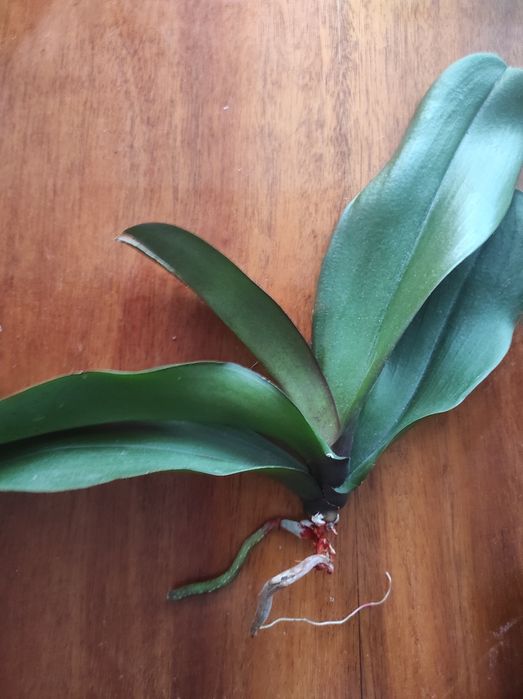 Орхидеи реанимашки