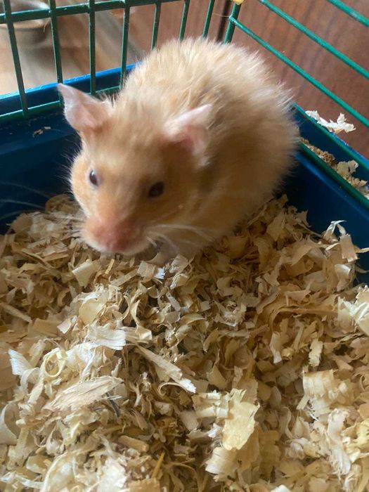 Продам хом'ячків