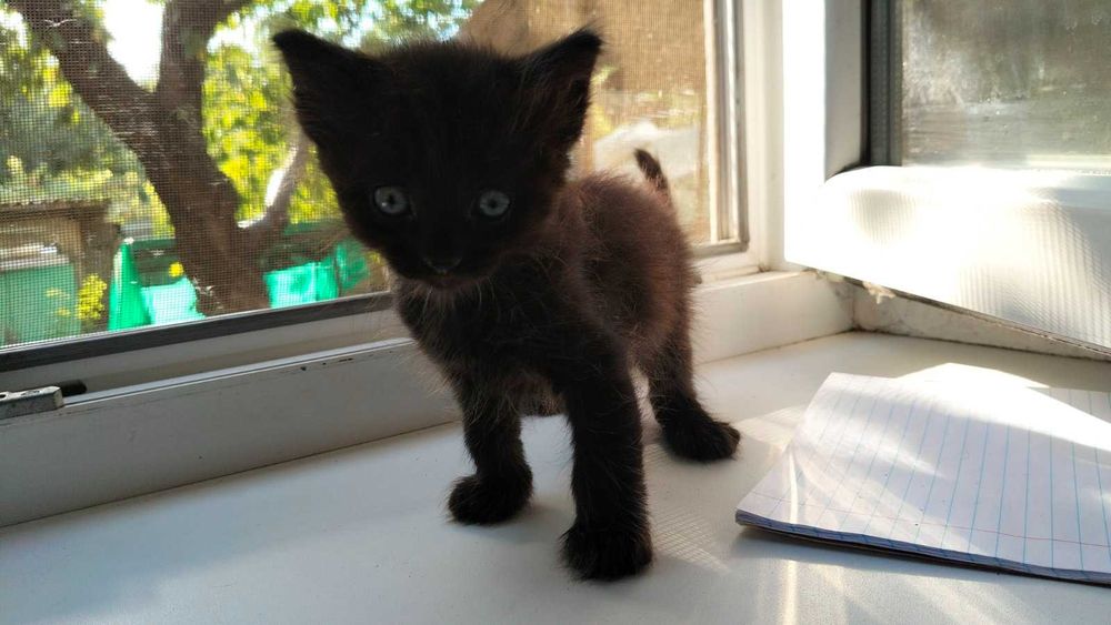Отдам бесплатно котят в хорошие руки