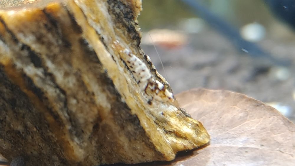 Krewetki Galaxy Caridina