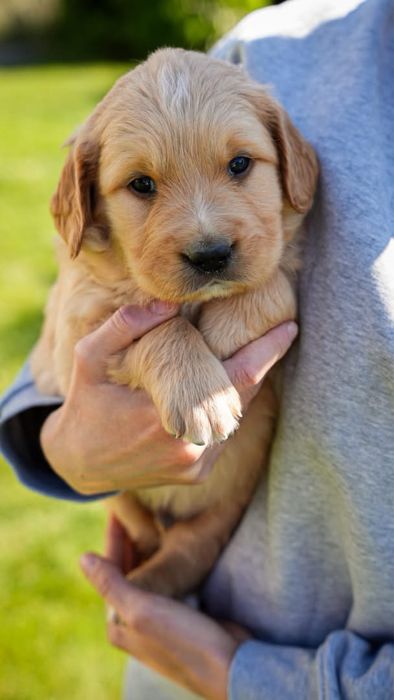 Szczeniak Golden Retriver Złoty