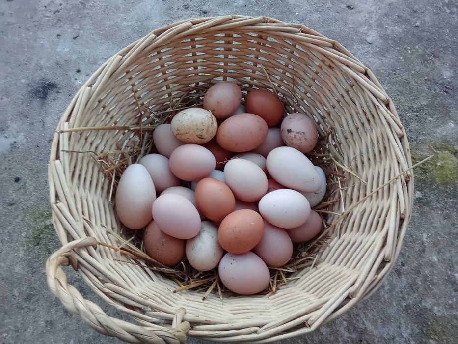 Ovos caseiros todos os dias