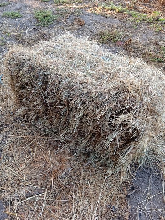 Продам сіно  цього року