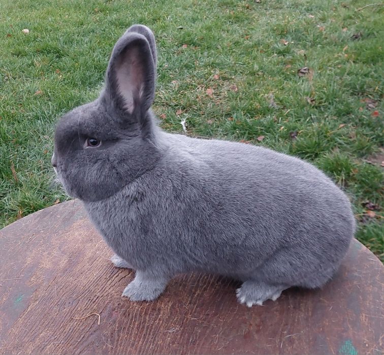 Wiedeński Niebieski Samiec z Rodowodem