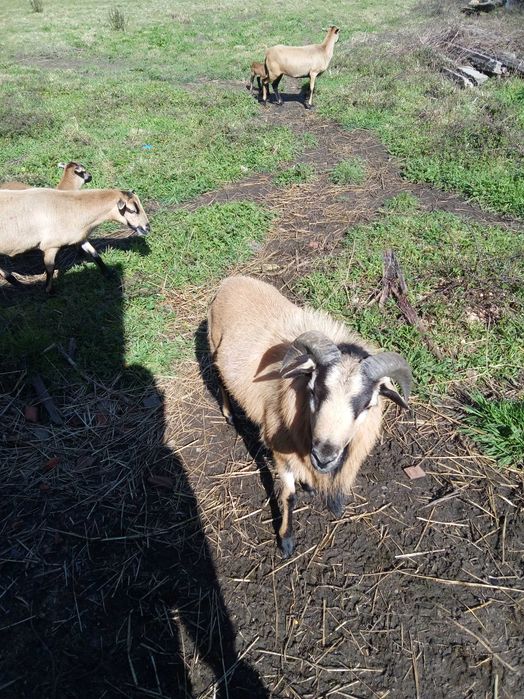 Vendo ovelhas e crias