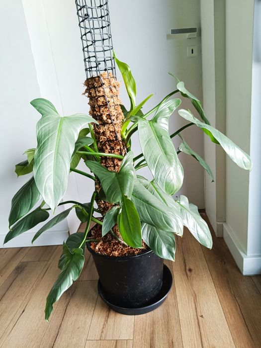 Filodendron hastatum silver Queen, kilka sadzonek
