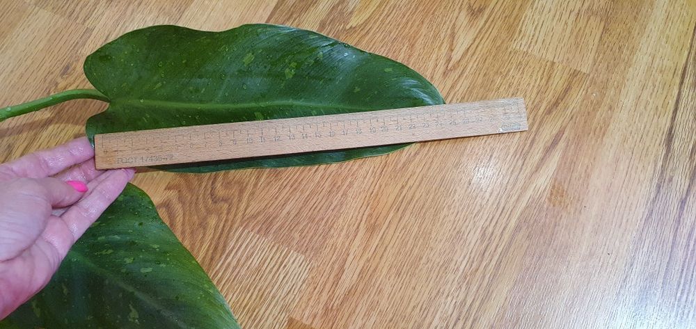 филодендрон Имбе Вайт Марбл