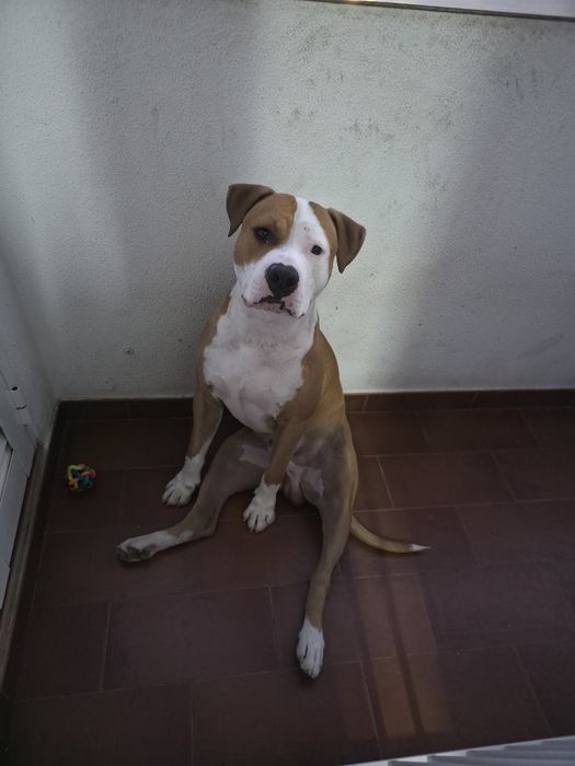 Cão para adoção responsável