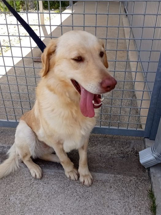 Cadelinha para adopção responsável