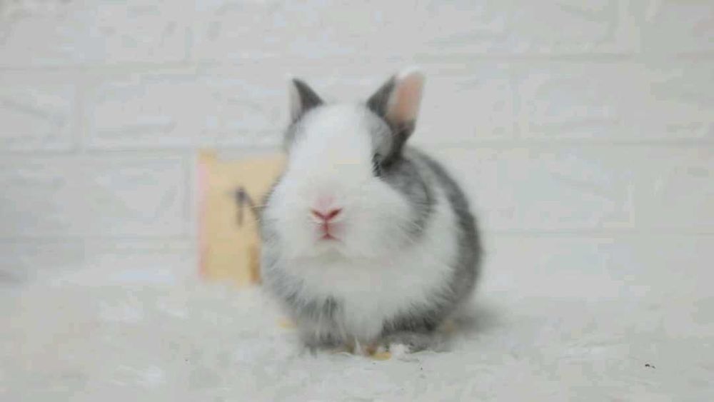 Mini coelhos anões +Gaiola Nova+alimentação +acessórios