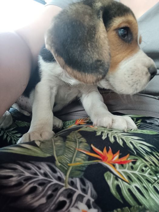 Szczeniak Beagle tricolor