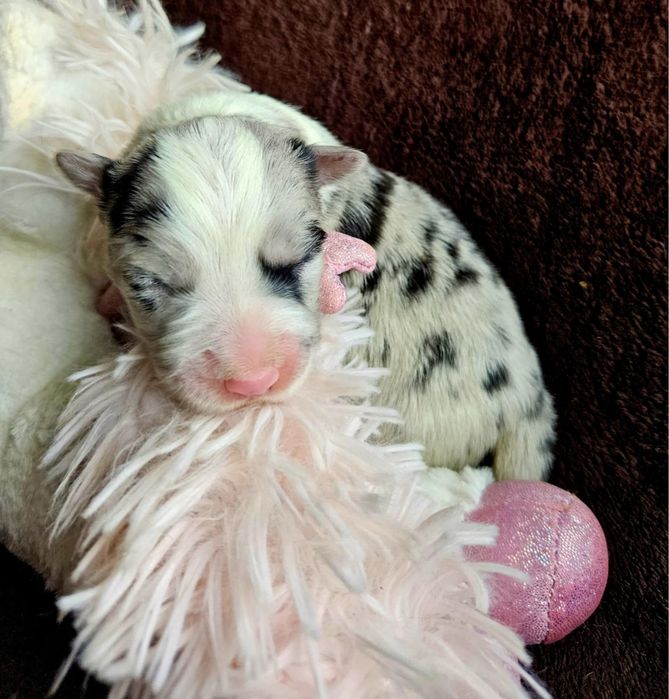 Border Collie ZKwP FCI