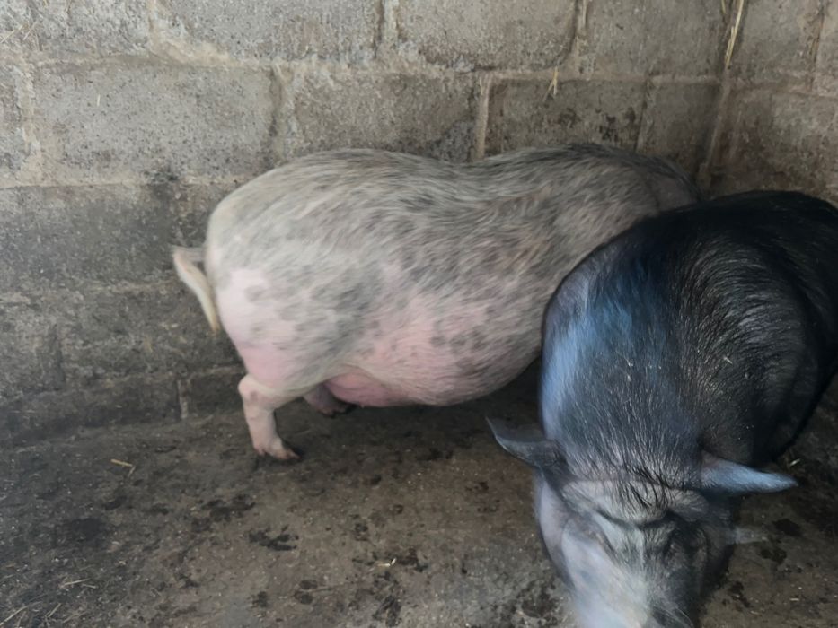 Продам свиней  на мясо