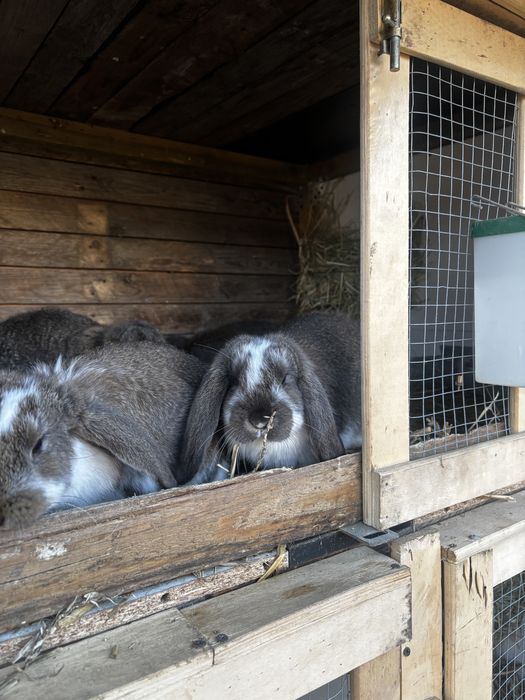Kroliki barany francuskie
