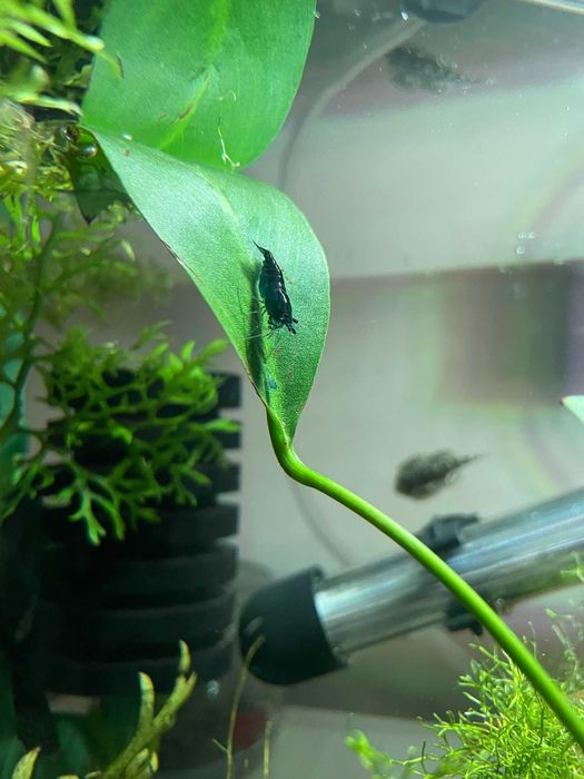 Camarões Neocaridina