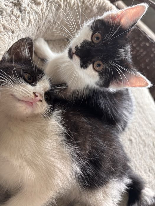 Kotki do adopcji
