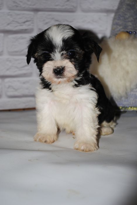 Чорно/біл міні хлопчик шукає люблячу родину