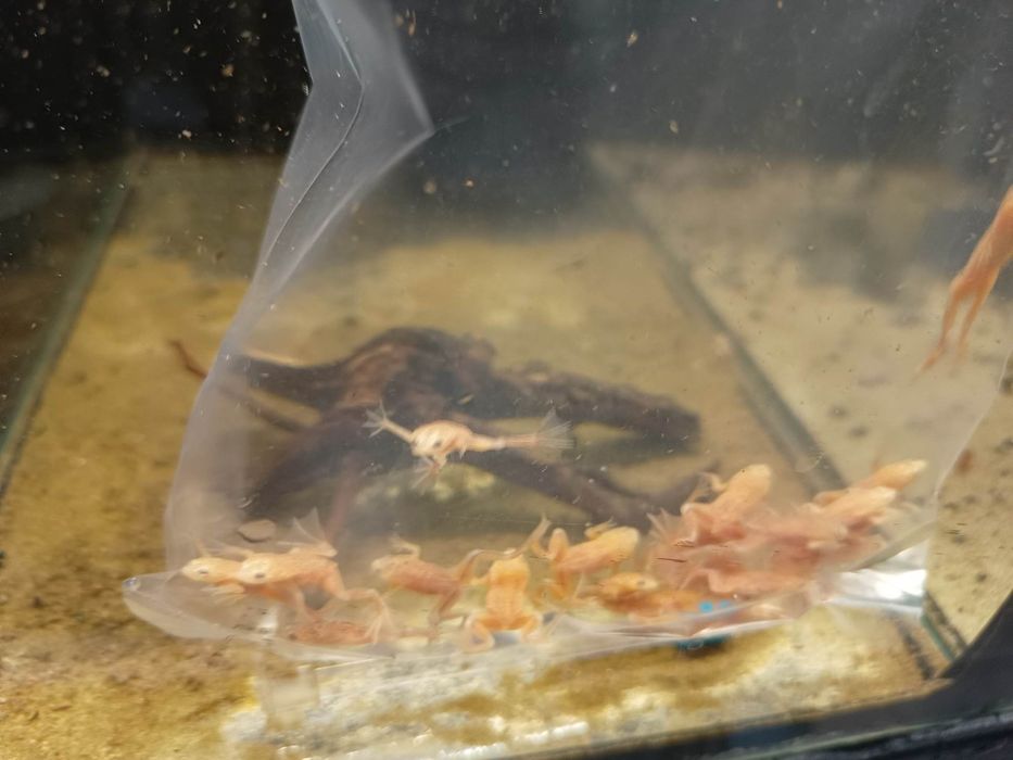 Żaba karlik szponiasty złoty