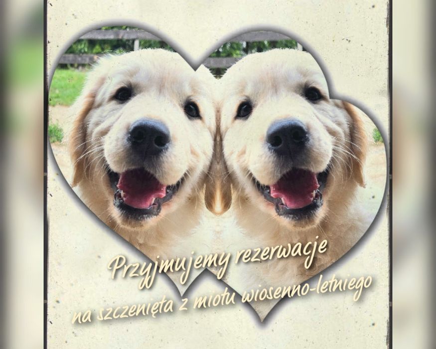 Szczenięta golden retriever zkwp fci
