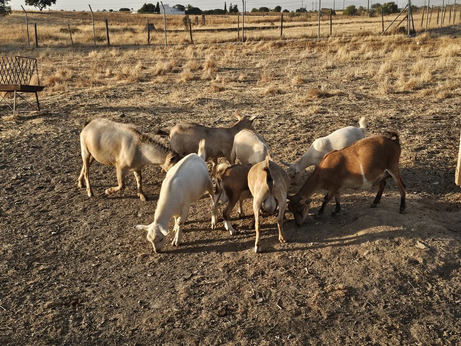 Vendo cabras anãs