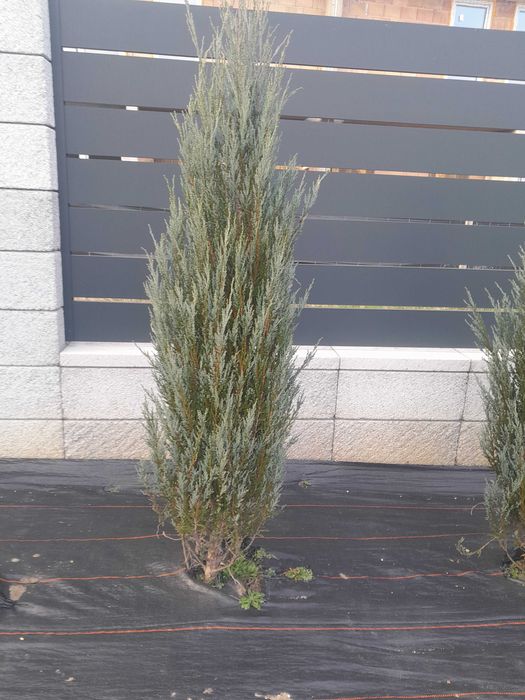 Jałowiec blue arrow 160 cm