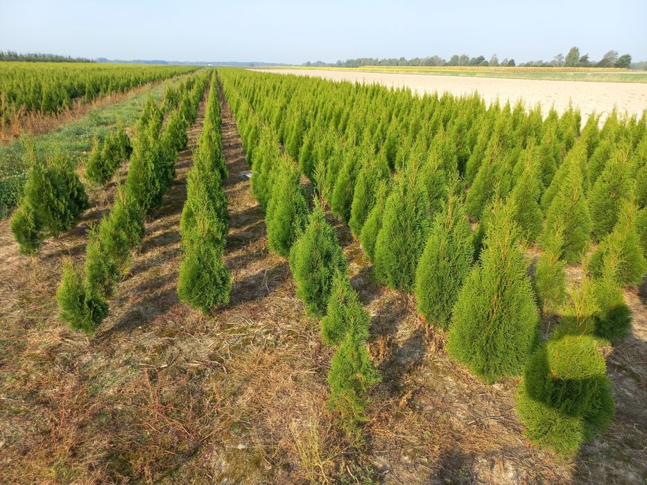 Thuja Tuja Smaragd Szmaragd 80-100cm  nie Brabant
