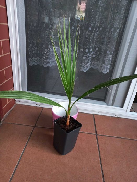 Palma Washingtonia Robusta 50 cm