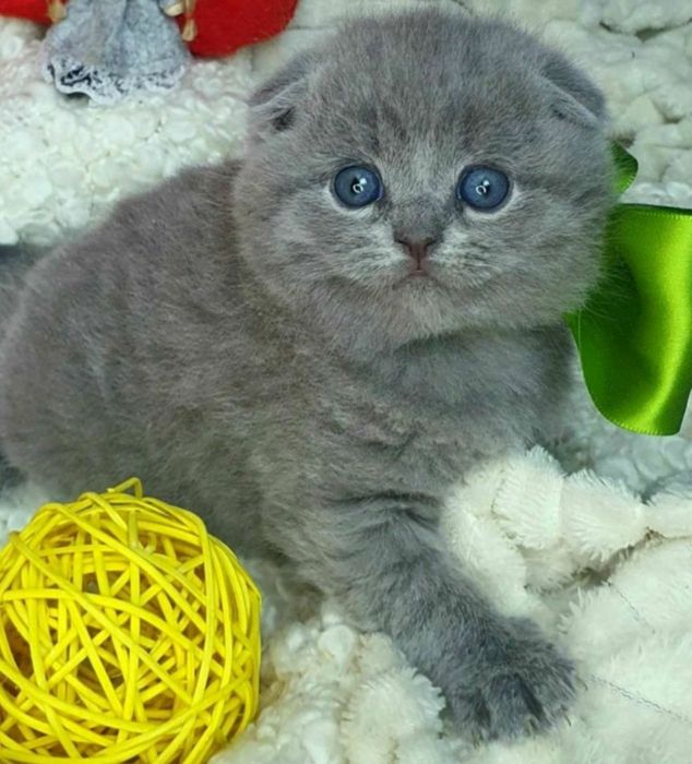 Вислоухие с документами котята