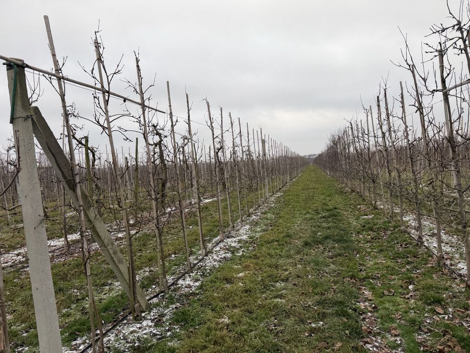 Sad jabłoniowy - Grzymkowice