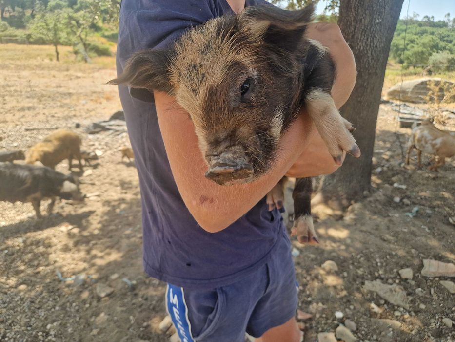Porcinhos de kunekune