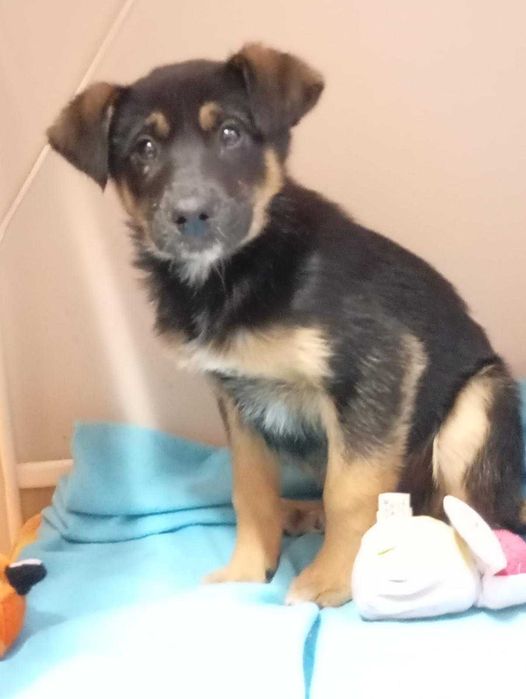 Cães bebés P/ Adoção