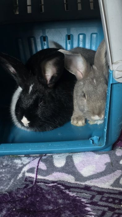 Oddam Królika w dobre ręce